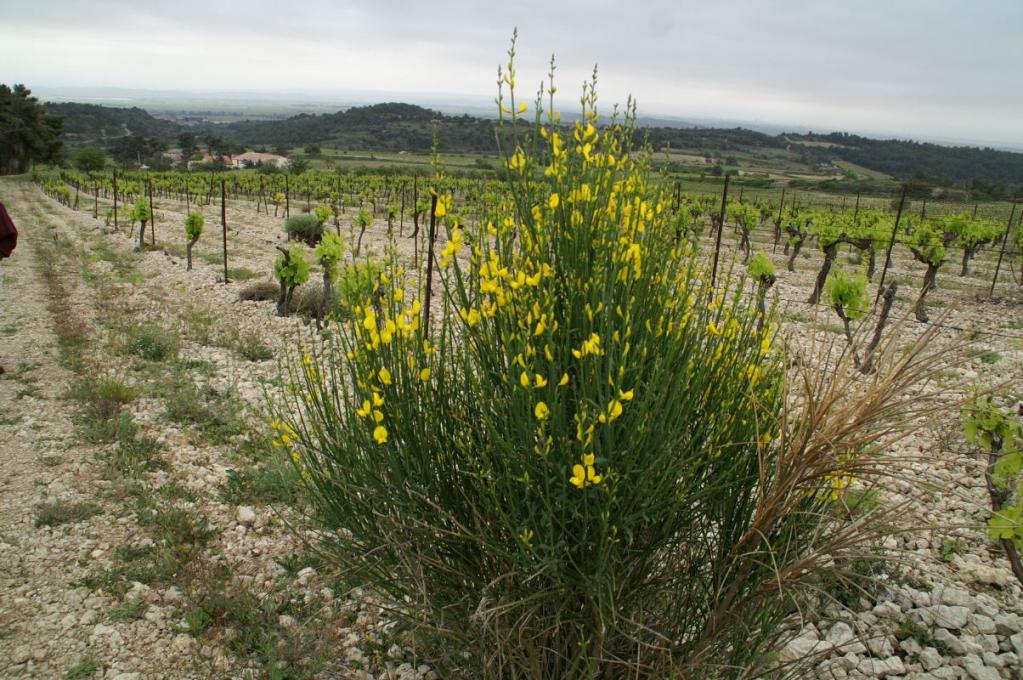 Ginster und Reben im Minervois