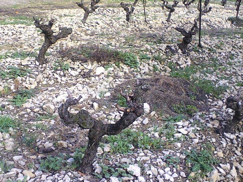 Reben im steinigen Boden